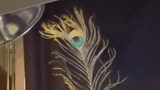 The Physics of Peacock Tail Feathers Is Even More Dazzling Than We Realized 