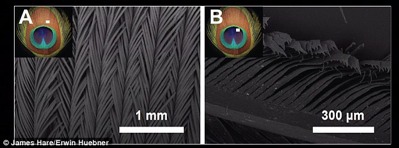 The Physics of Peacock Tail Feathers Is Even More Dazzling Than We Realized 